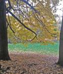 10159_autumn_gradient.