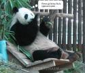 10385_kak-panda-lyubit-bambuk3.