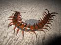 16674_275px-Scolopendra_gigantea.