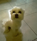 23028_funny-gif-dog-smile-grin.