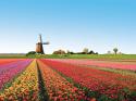 31818_holanda-tulipanes.