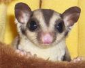 3561saharnyy_possum_21412965_1_F.