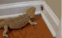 4602_omnomnom-gif-1415746.