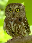 4917saw-whet-476-owl.