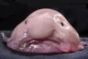 67414_blobfish.