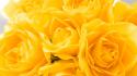 6880yellow-roses-1920-1080-5367.