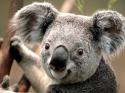 70292_Koala.