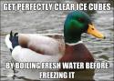 7537_actual-advice-mallard-8.