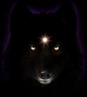 80495_BlackWolf.