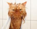 81771_3496955-R3L8T8D-650-funny-wet-cats-4.