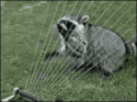 88044_Raccoon-sprinkler-water-harp.