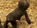 88818_baby_gorilla.