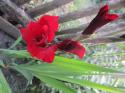 92140_gladiolus_.