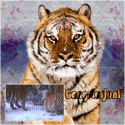 93548_Tiger-gasterdinges.