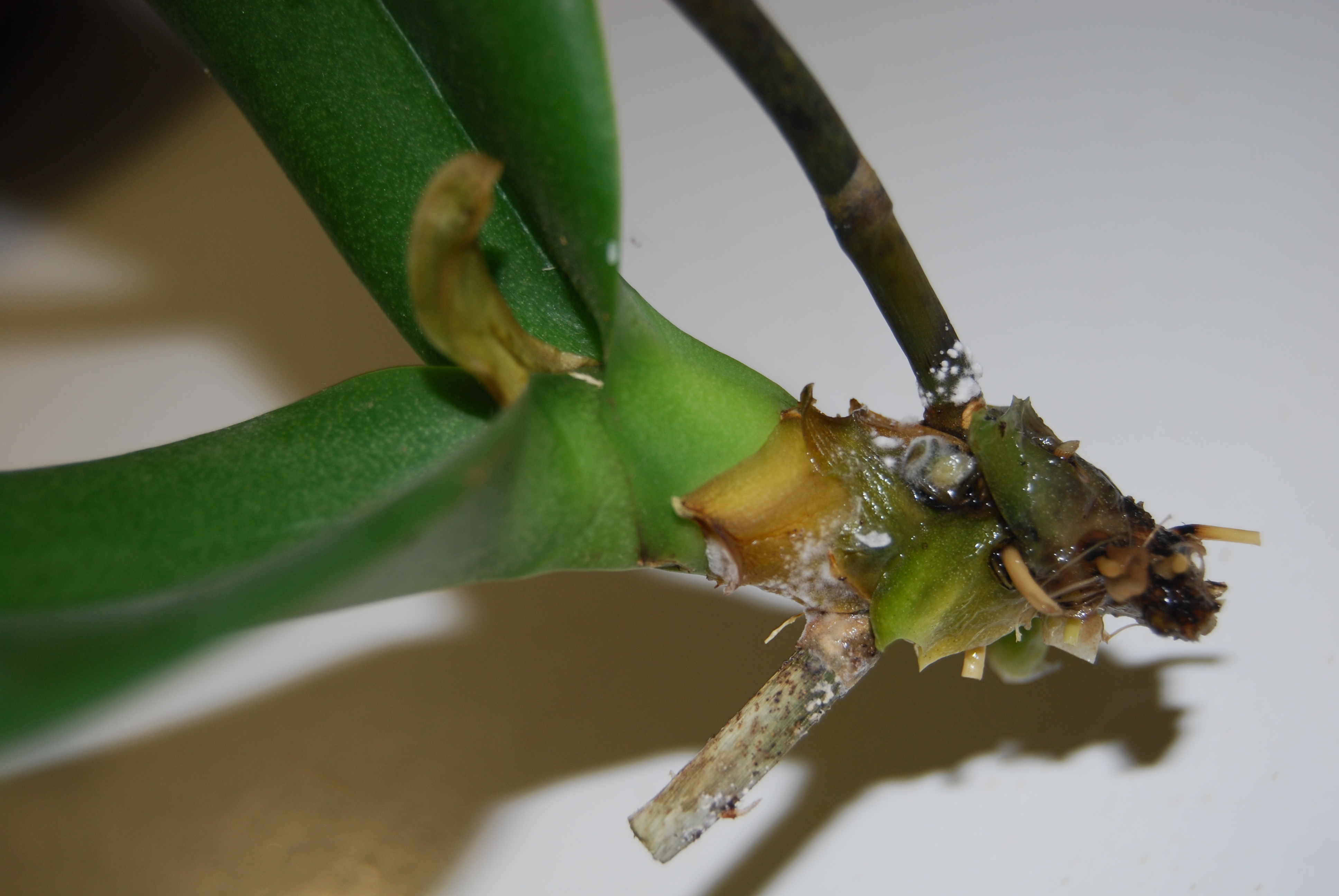 Сгнили корни у орхидеи реанимация