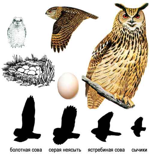 56519_Filin_Bubo_bubo.jpg