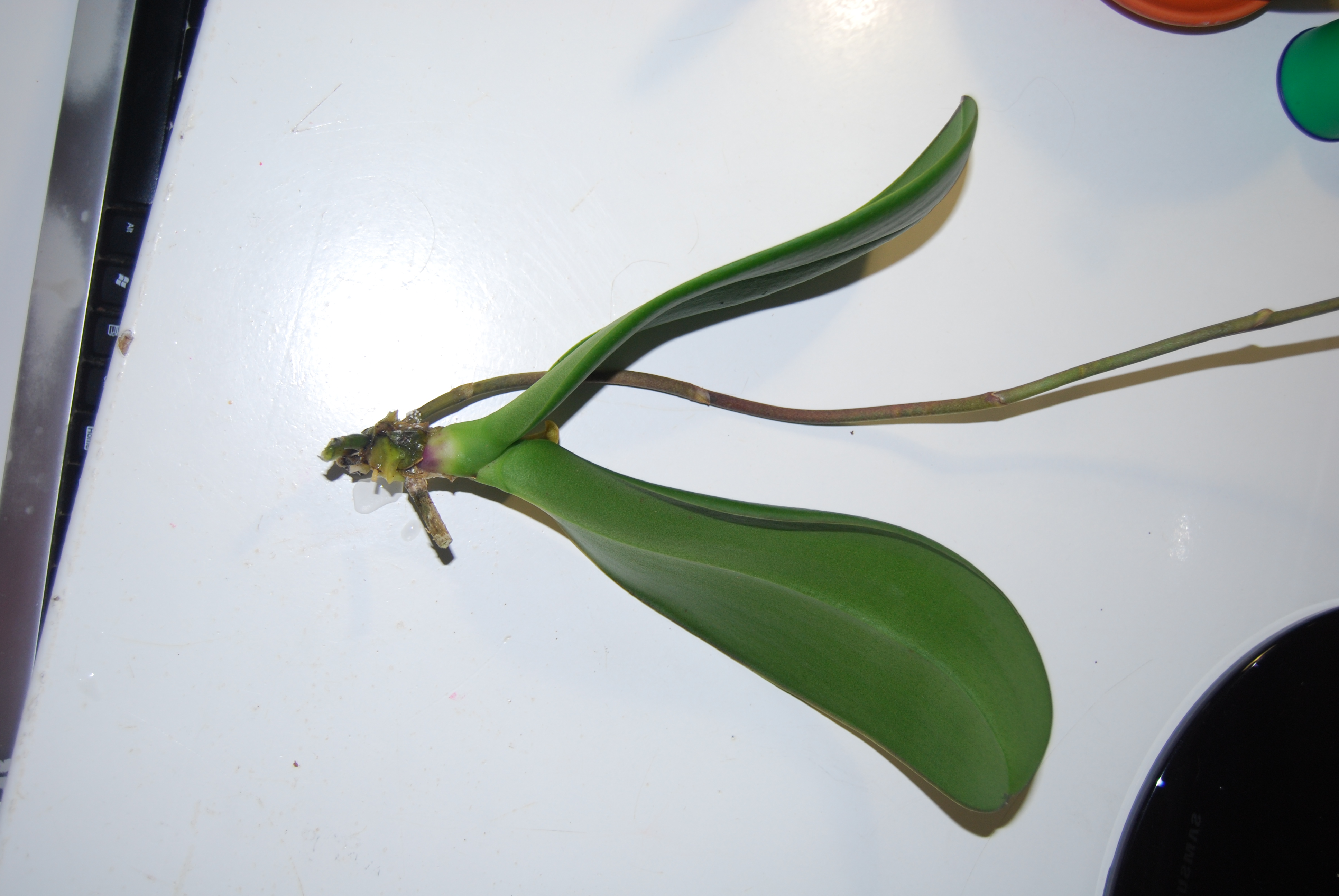 Орхидея фаленопсис сгнили корни